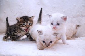 Lulu's kittens